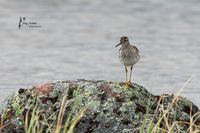 # 365 Bruchwasserl&auml;ufer