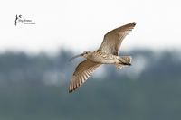 # 387 Gro&szlig;er Brachvogel