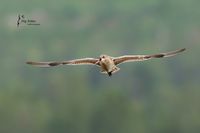 # 393 Gro&szlig;er Brachvogel