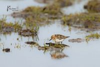 # 451 Sanderling